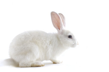 Naklejka premium biały królik na białym tle biały