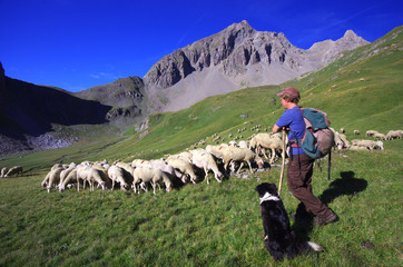 vie d'alpage - berger et son troupeau de moutons