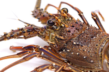 macro of lobster head