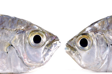 Isolated two pacific fresh fish