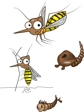 The life cycle of the mosquito