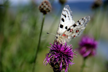 Apollofalter (Parnassius apollo vinningensis)