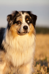 Australian Shepherd