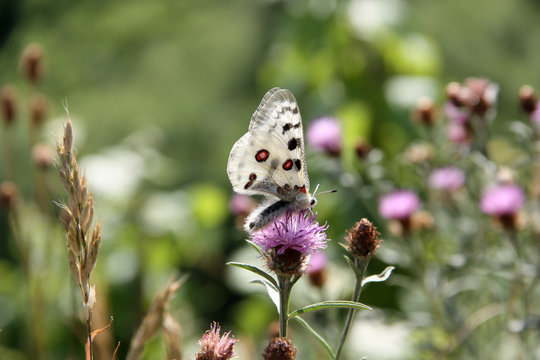 Apollofalter (Parnassius apollo vinningensis)
