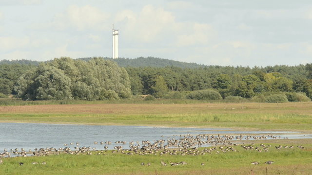 Wildgänse als Zugvögel am See im Havelland