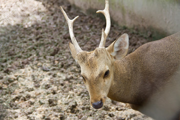 sika deer (lat. Cervus nippon)