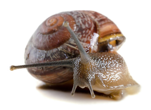 Snail close-up, macro.