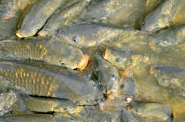Many carps (Cyprinus) at the surface of water