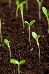 Green seedling