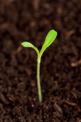 Green seedling