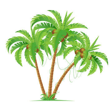 Three coconut palms
