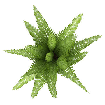 Nephrolepis fern houseplant