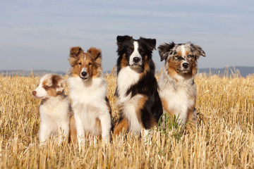 Miniature Australian Shepherd und Sheltie