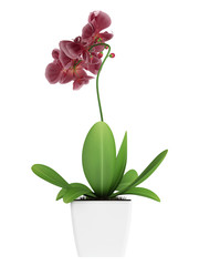 Naklejka na ściany i meble Purpurowe orchidea phalaenopsis