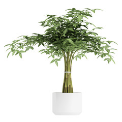 Fototapeta premium Ornamental bamboo houseplant