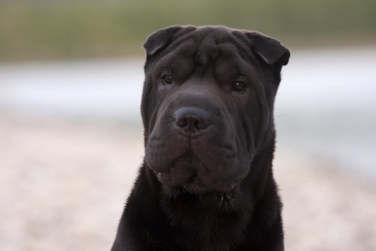 Shar Pei