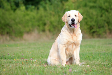 Golden Retriever