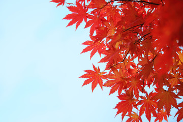 Autumn maple leaves