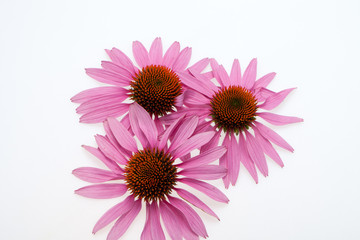 Pink coneflower head, isolated on white background