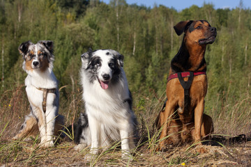Australian Shepherd + Mischling