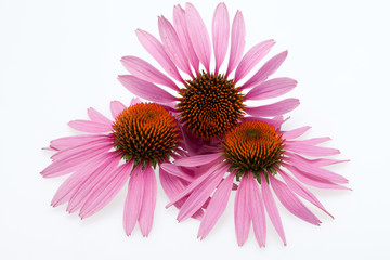 Pink coneflower head, isolated on white background