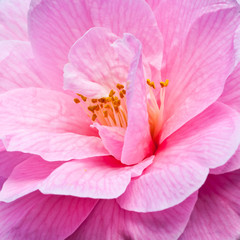 Fototapeta na wymiar Camellia