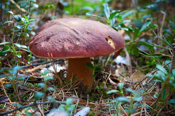edible boletus