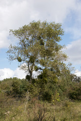 Obraz premium Nature in Holland