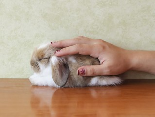 Obraz premium Lop-eared bunny and a hand which stroked it