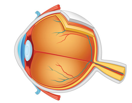 Eye anatomy vector illustration