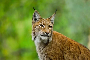 Crédence de cuisine en verre imprimé Lynx Lynx