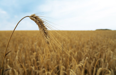 Fototapeta na wymiar single spica on the background of wheat field and sky