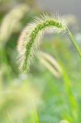 アキノエノコログサ