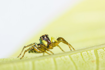 cosmophasis umbratica jumping spider