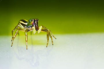 cosmophasis umbratica jumping spider
