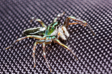 cosmophasis umbratica jumping spider