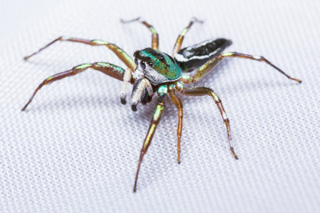 cosmophasis umbratica jumping spider