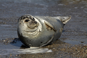 Kegelrobbe auf Helgoland