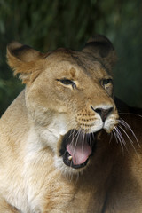 Löwin