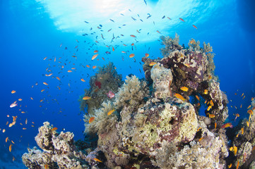 Naklejka na ściany i meble Tropikalna scena rafa koralowa