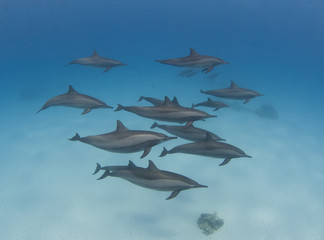 Pod of wild spinner dolphins