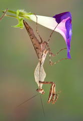 Mantis hanging from morning glory