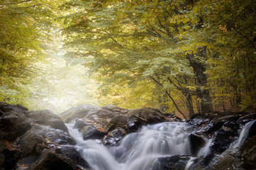 river in a forest with golden leafs in autumn