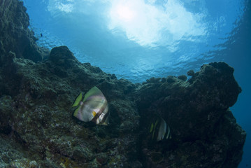 海底に住むアカククリ