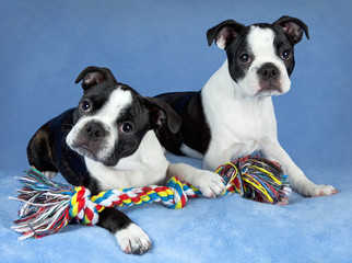Two Boston terrier pups with toy