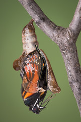 Fototapeta premium zippered chrysalis