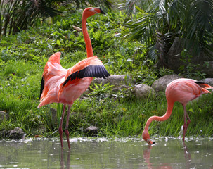 American Flamingo male displaying