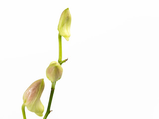 beautiful orchid on white background