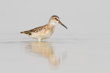 Broad-Billed Sandpiper