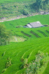 Rice terrace in Sapa